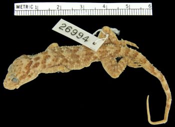 Media type: image;   Herpetology R-26994